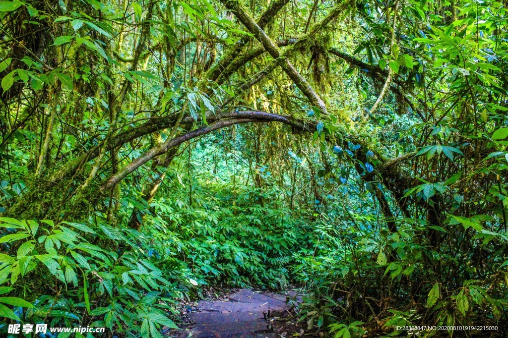 森林风景