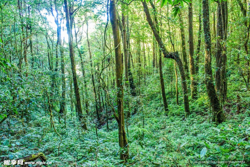 森林风景