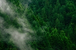 森林风景