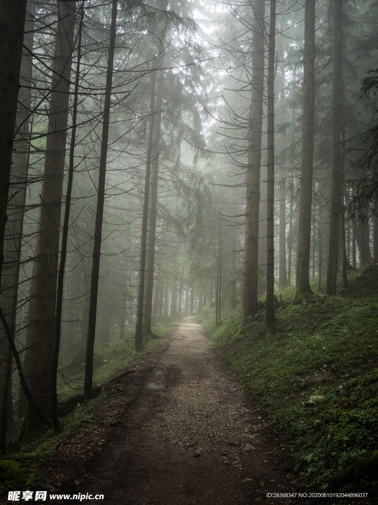 森林风景