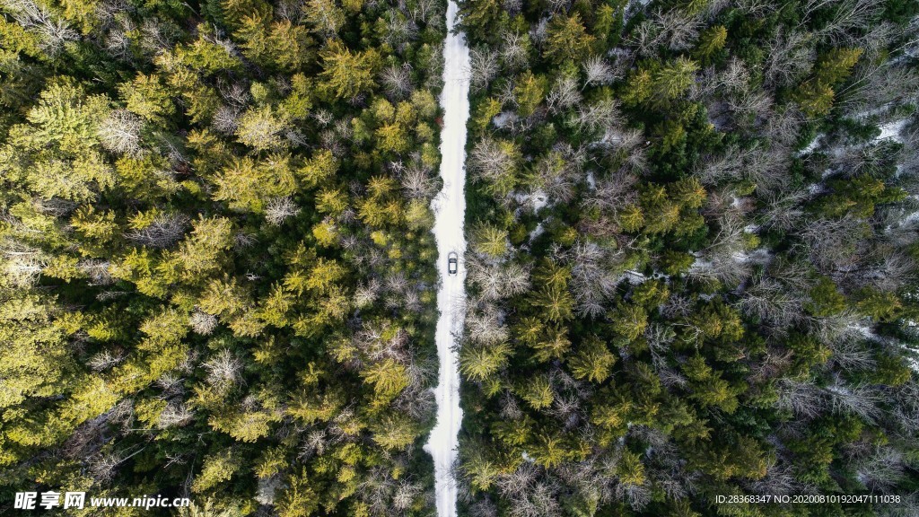 森林风景