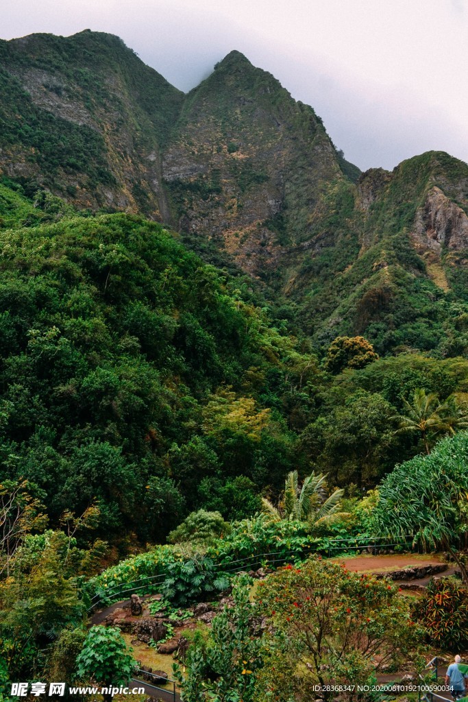 森林风景