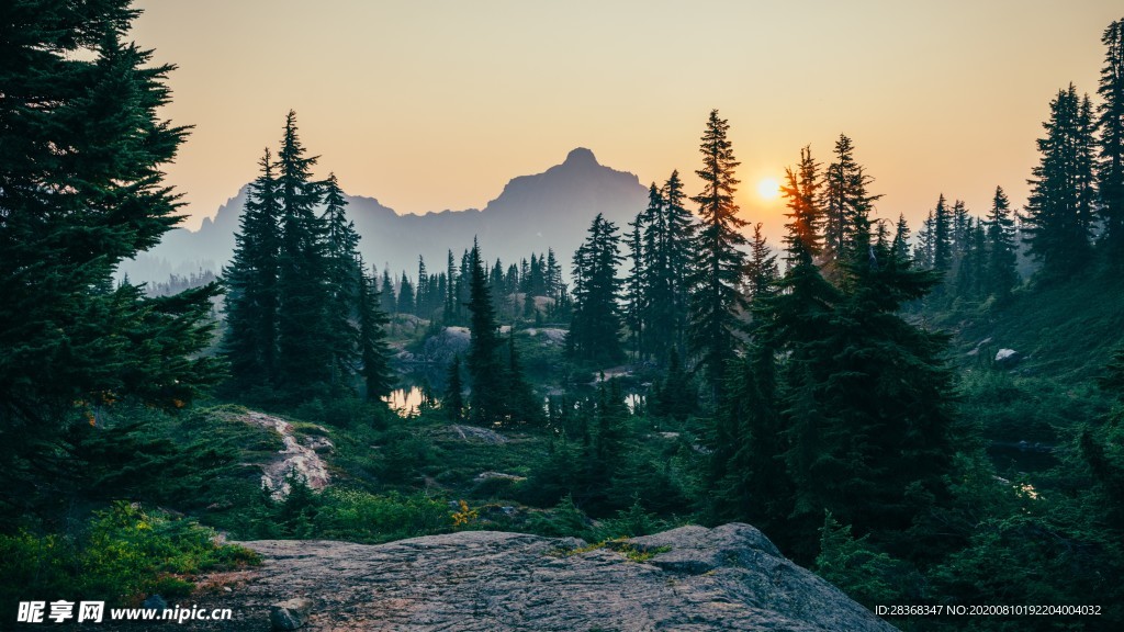 森林风景