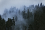 森林风景