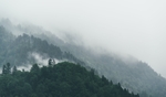 森林风景