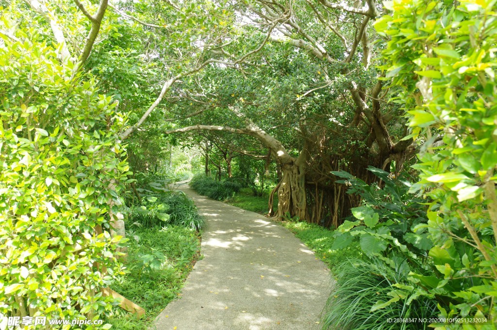 森林风景