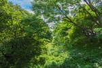 森林风景