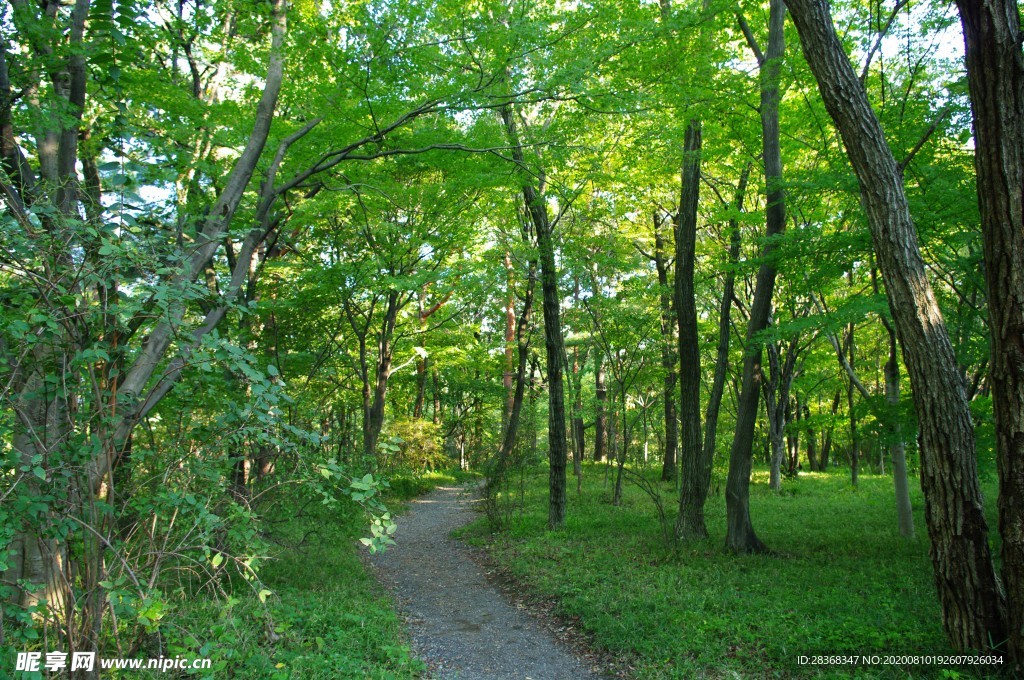 森林风景