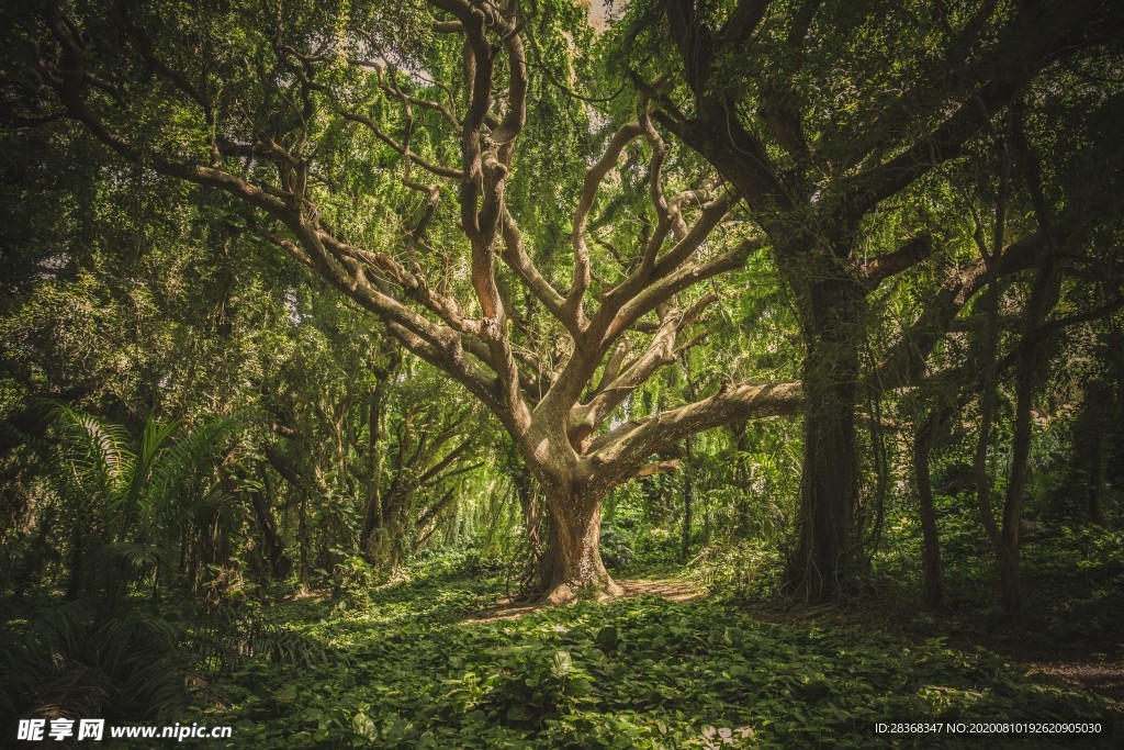 森林风景