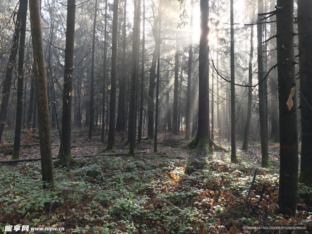 森林风景