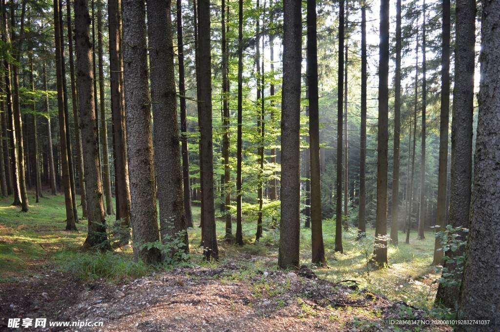 森林风景