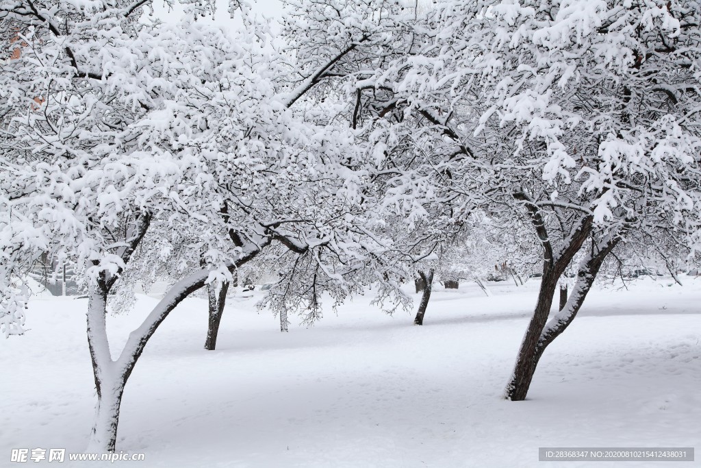 森林雪景