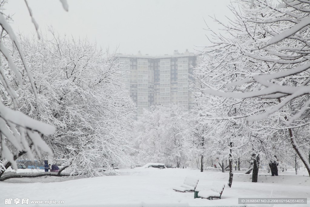 森林雪景