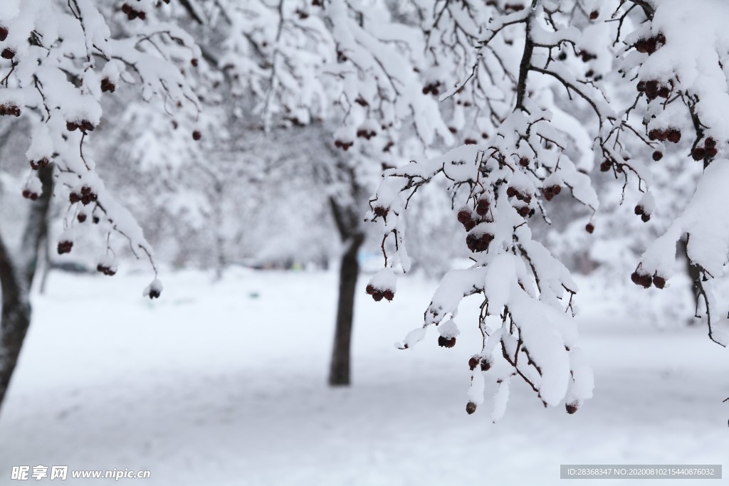 森林雪景