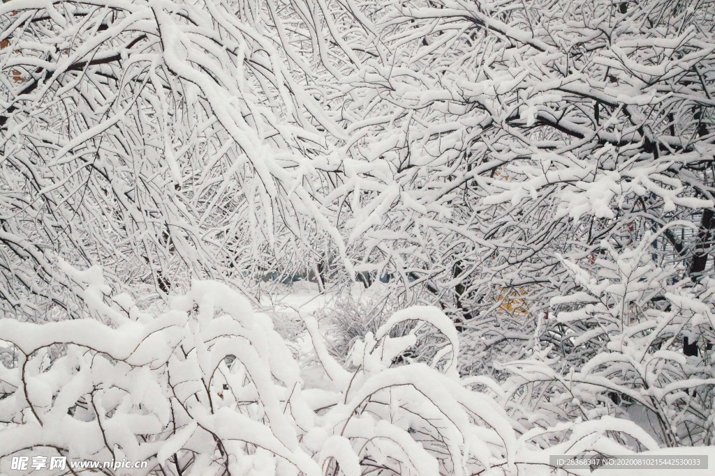 森林雪景