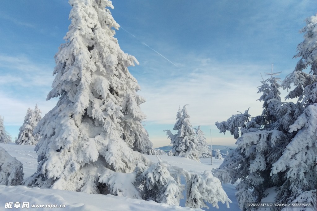 森林雪景