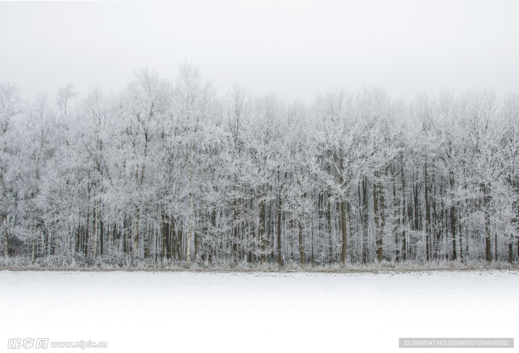 森林雪景