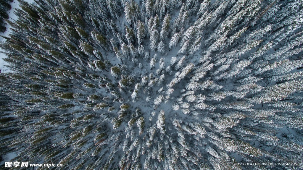 森林雪景