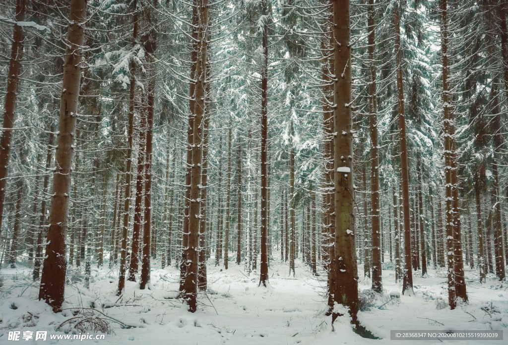 森林雪景