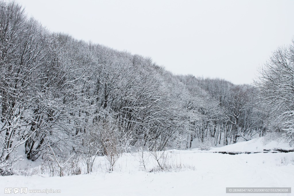 森林雪景