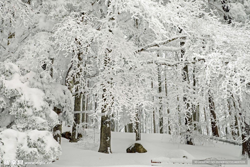 森林雪景