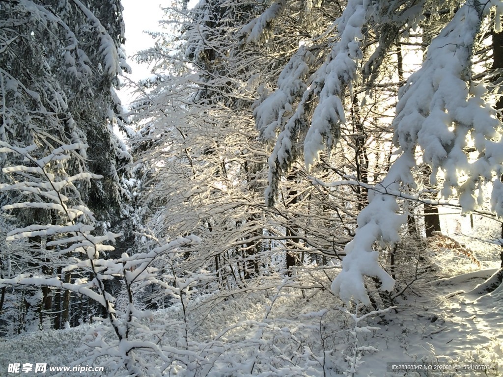 森林雪景