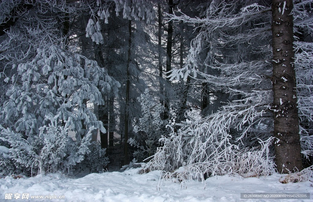 森林雪景