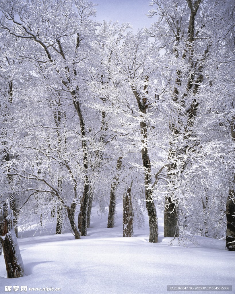 森林雪景