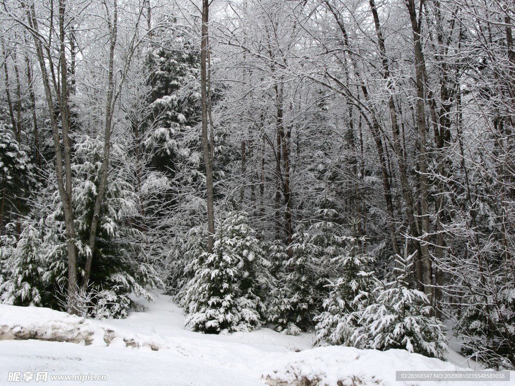 森林雪景