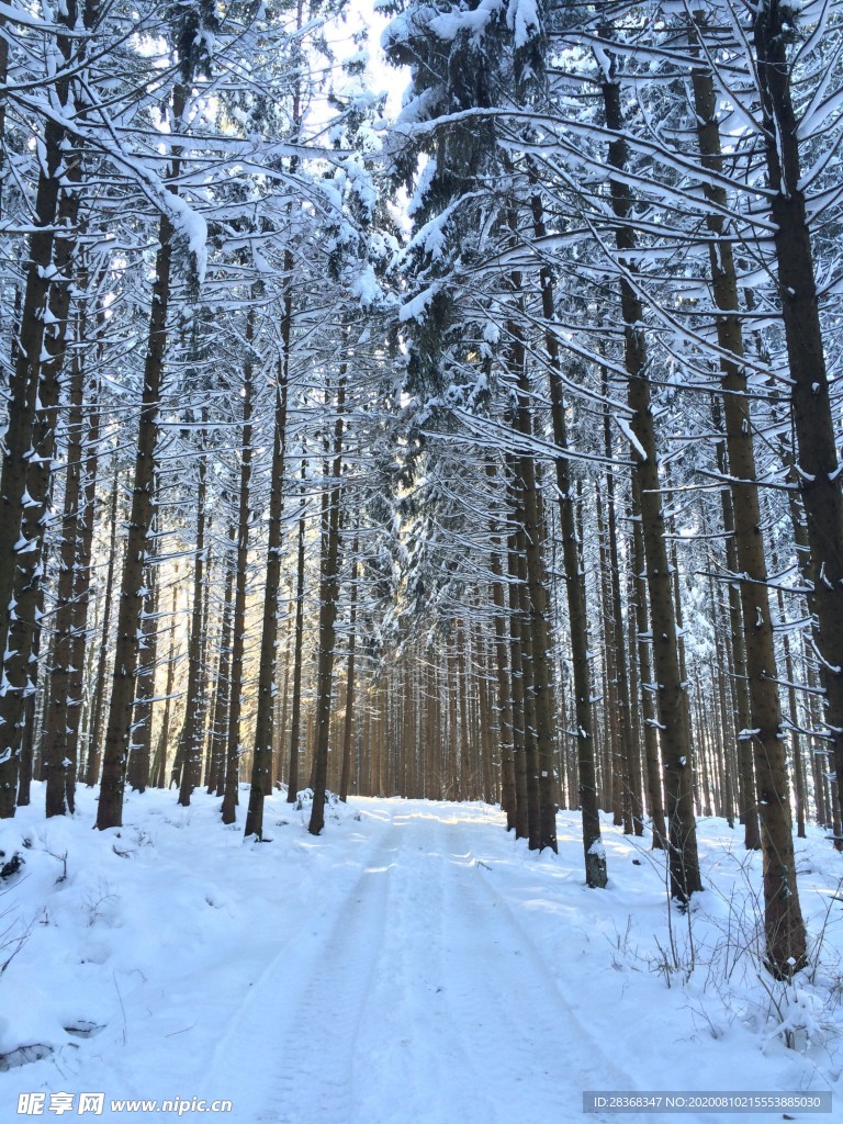 森林雪景