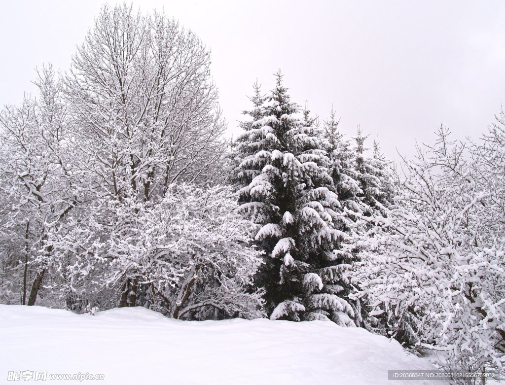 森林雪景