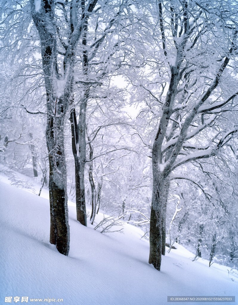 森林雪景