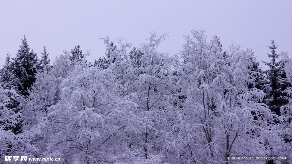 森林雪景