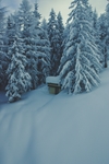 森林雪景