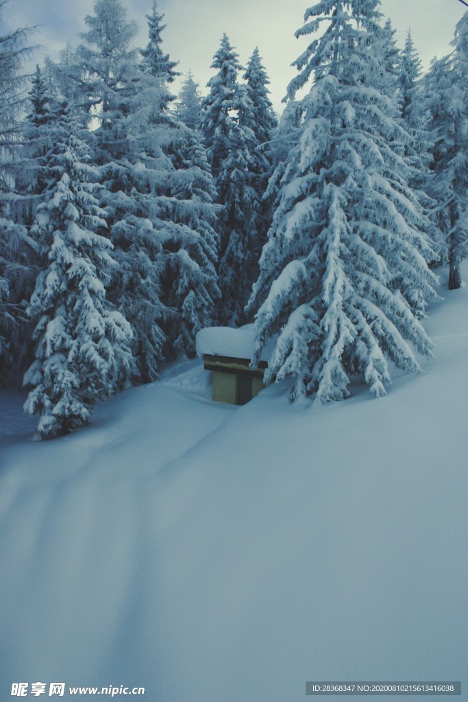 森林雪景