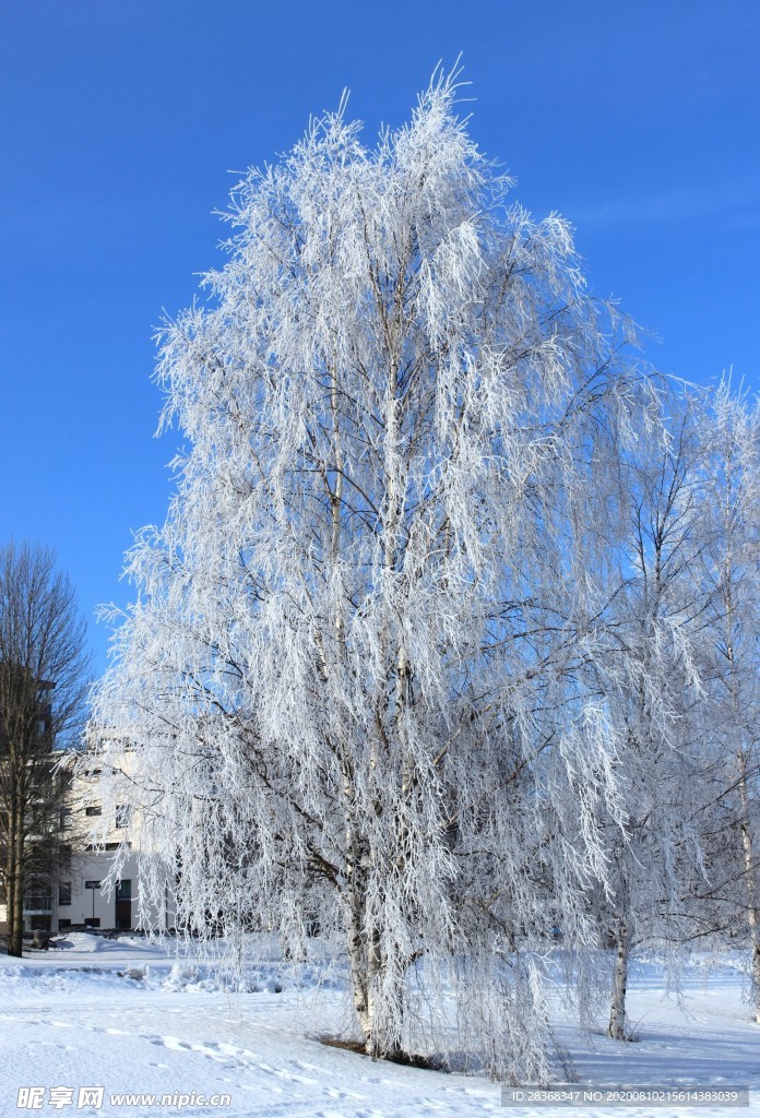 森林雪景