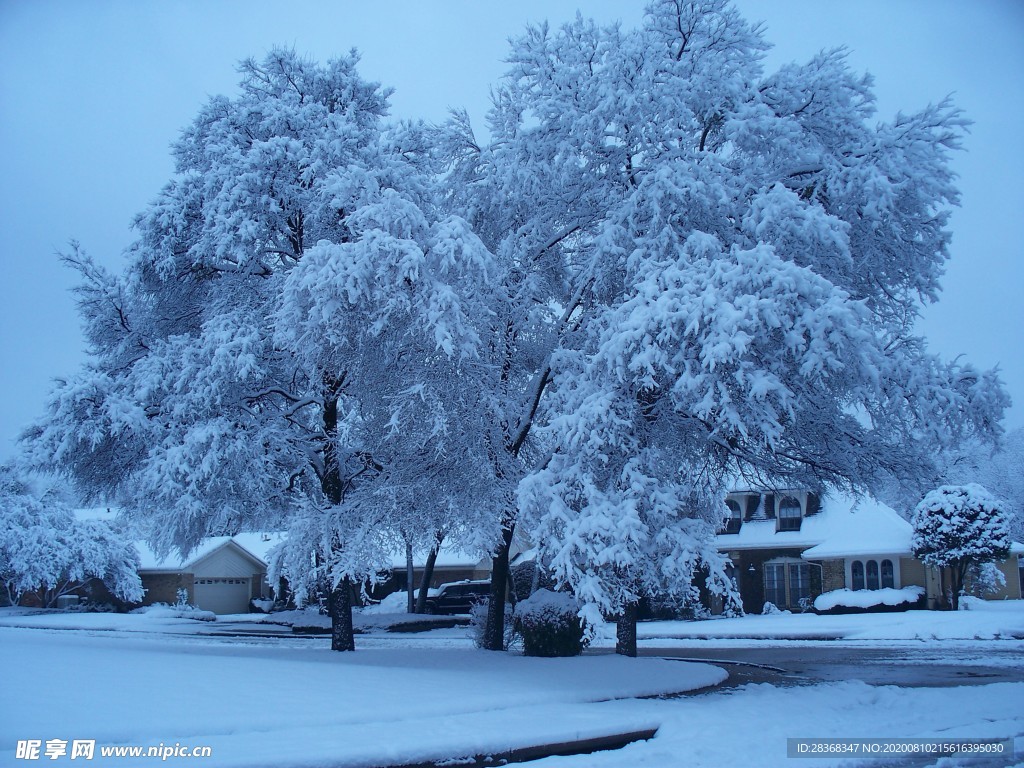 森林雪景