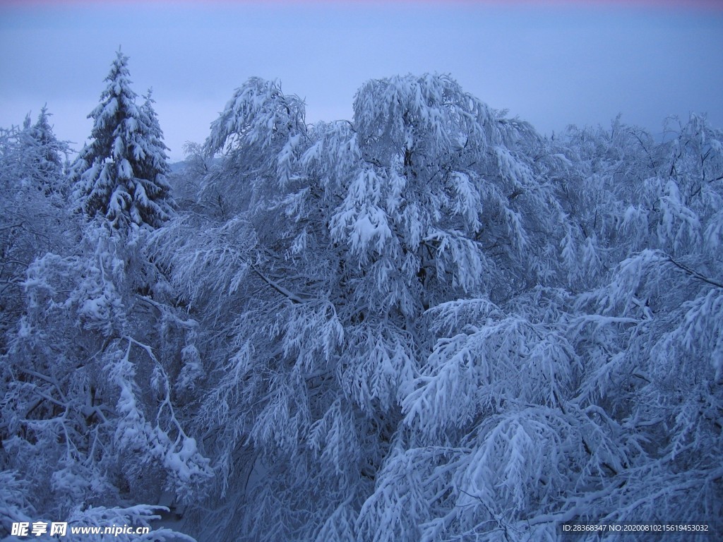 森林雪景