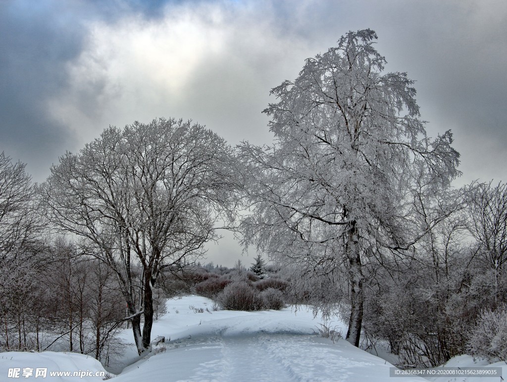 森林雪景