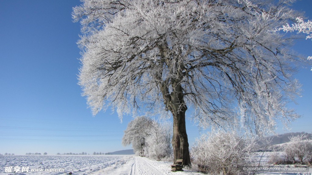 森林雪景