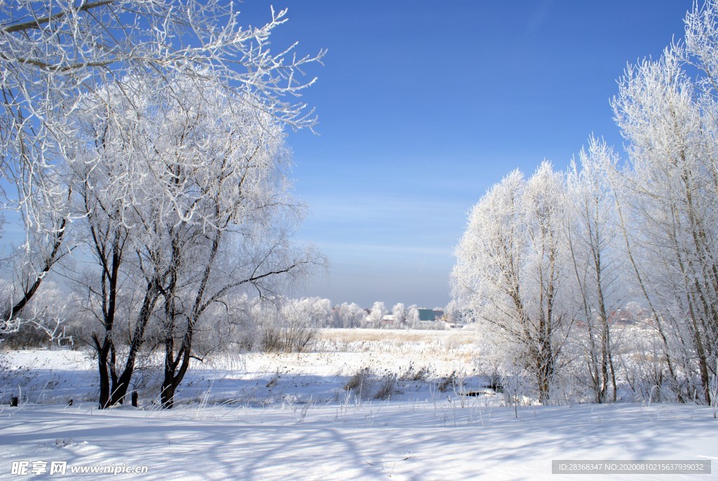 森林雪景