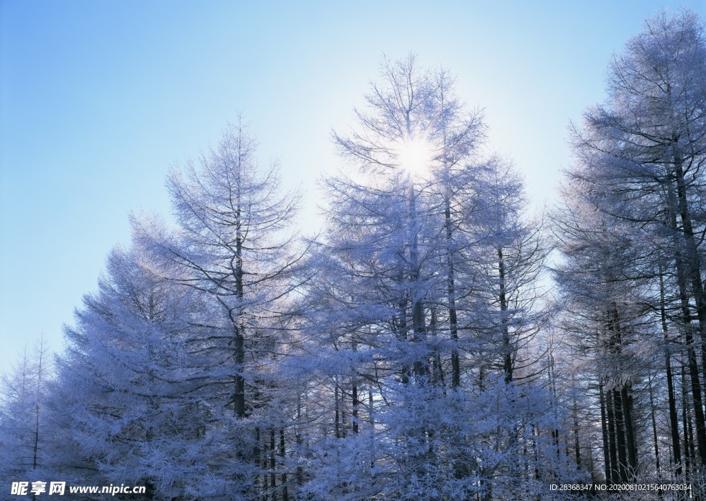 森林雪景