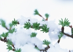 森林雪景