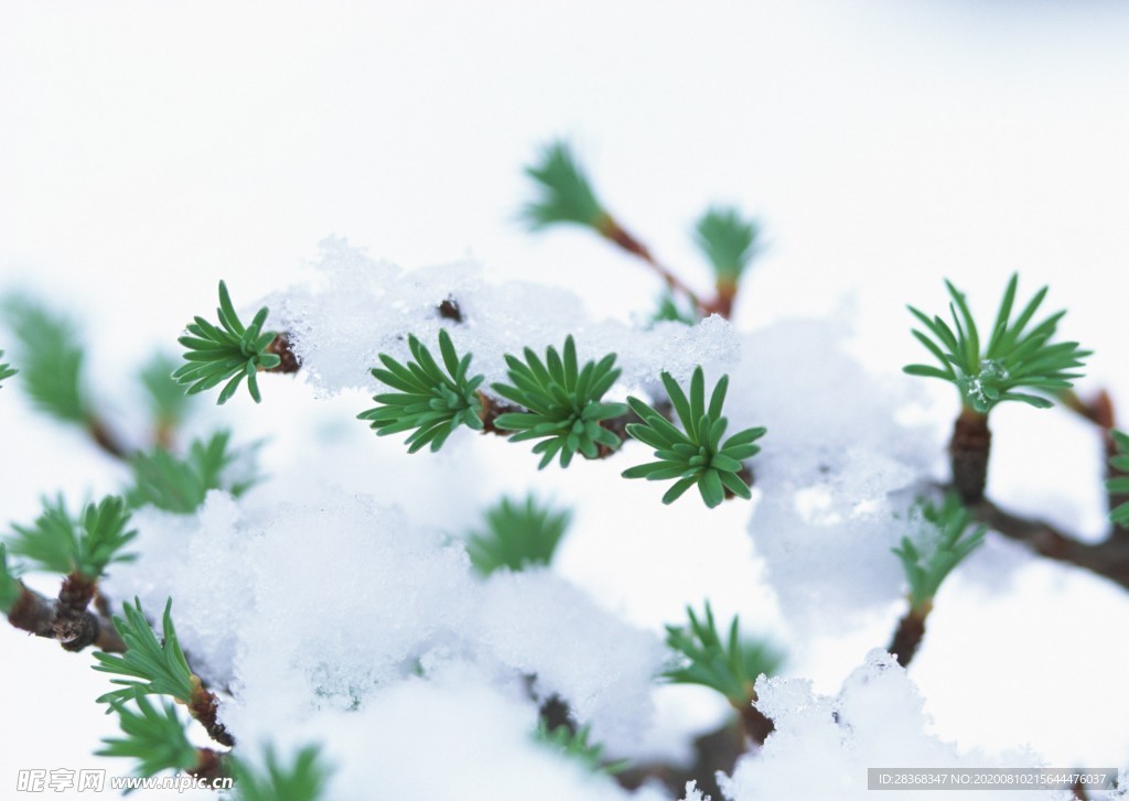 森林雪景