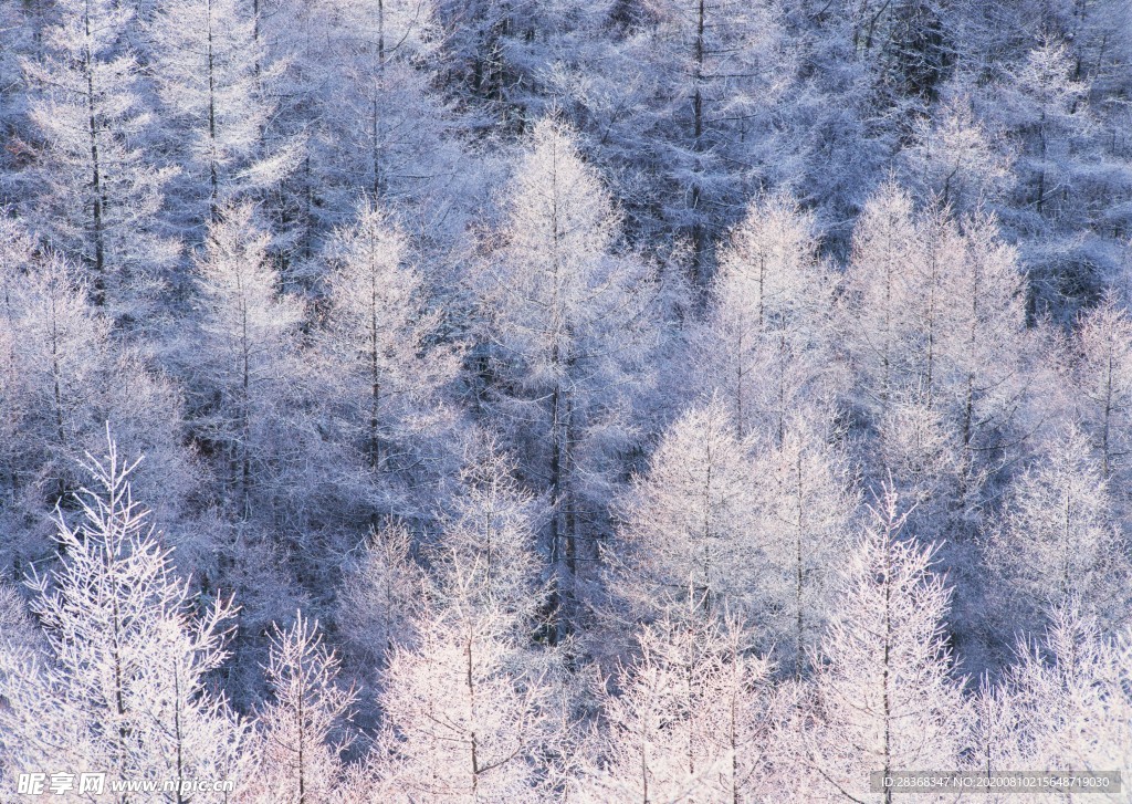 森林雪景