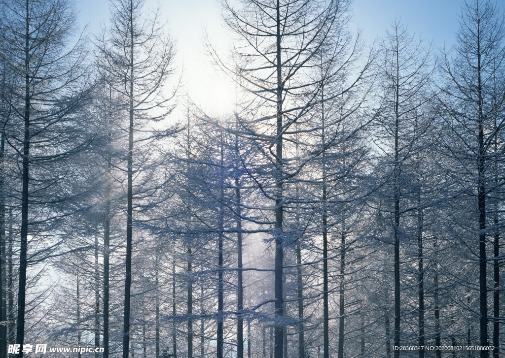 森林雪景