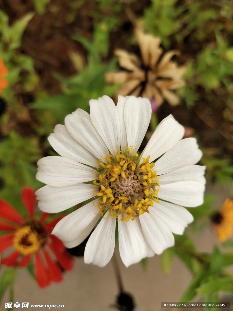 花