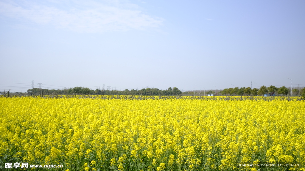 油菜花