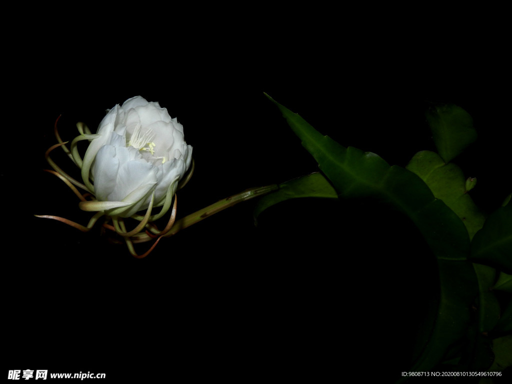 昙花
