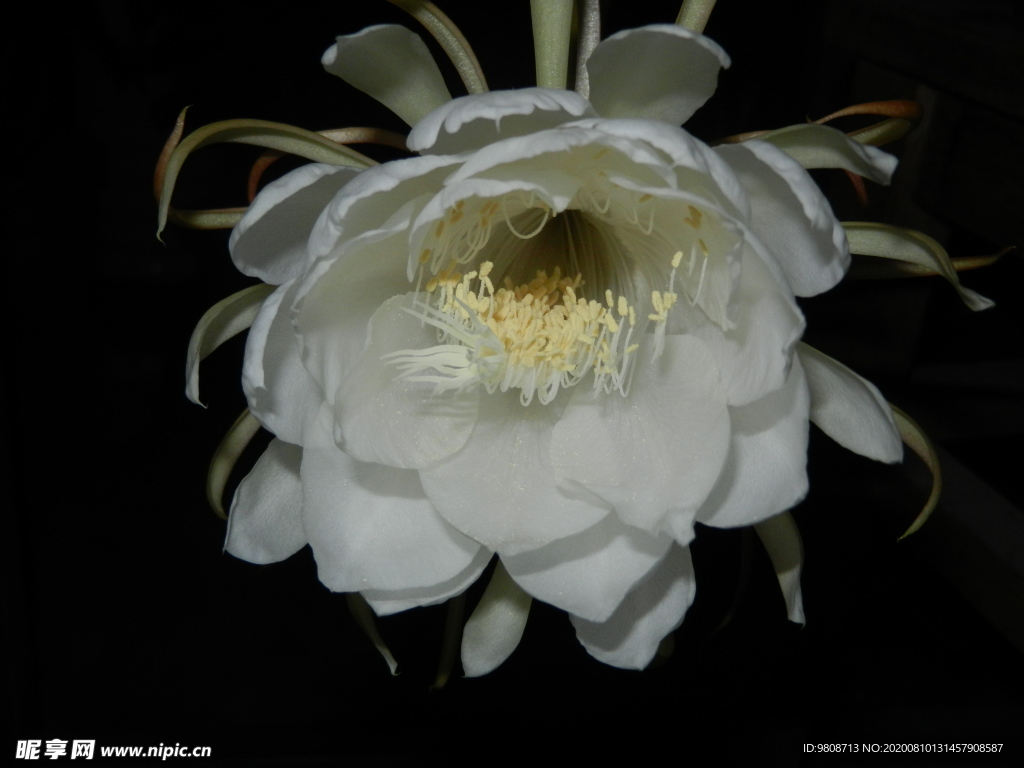 昙花